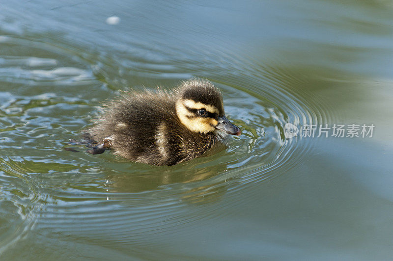 Stockente (Anas platyrhynchos) 小鸡